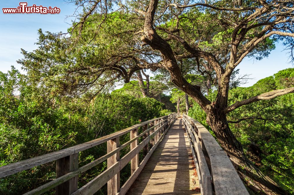 Immagine Un ponte in legno nel mezzo dello stagno di Platamona, Sardegna.