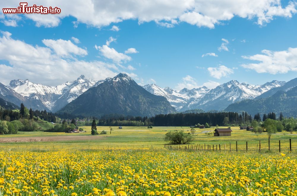 Immagine Un prato di fiori gialli nelle campagne di Oberstdorf, Algovia (Germania). Sullo sfondo, le montagne ricoperte di neve.
