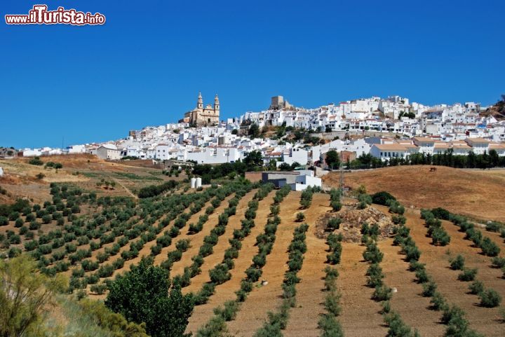 Immagine Lungo la ruta de los pueblos blancos: gli oliveti sormontati dal borgo di Olvera in Andalusia - © Arena Photo UK / Shutterstock.com