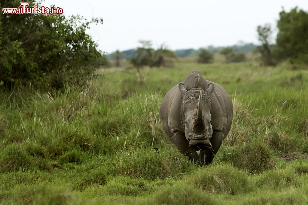 Immagine Un rinoceronte bianco nello Swaziland, Africa. La sua colorazione grigiastra (e non bianca) dipende anche dal fango nel quale si rotola. Dopo le tre specie di elefanti, è il più grosso animale terrestre.