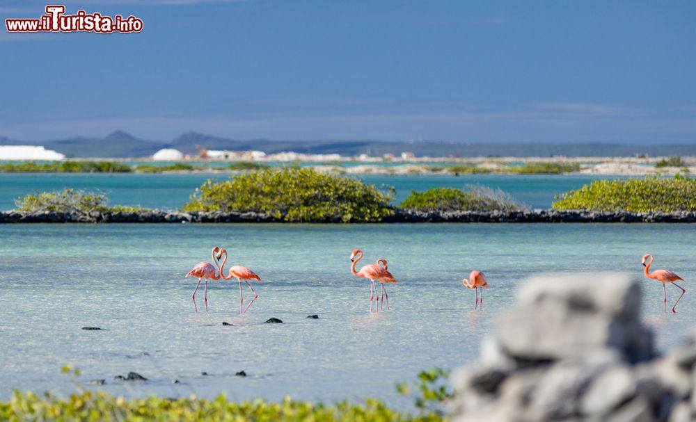 Immagine Un romantico cuore formato da due fenicotteri rosa nelle saline di Bonaire, Antille olandesi. Questa distese di sale cambiano colore davanti ai propri occhi, passando dal fuscia al rosa, in base alla fluttuazione delle alghe.