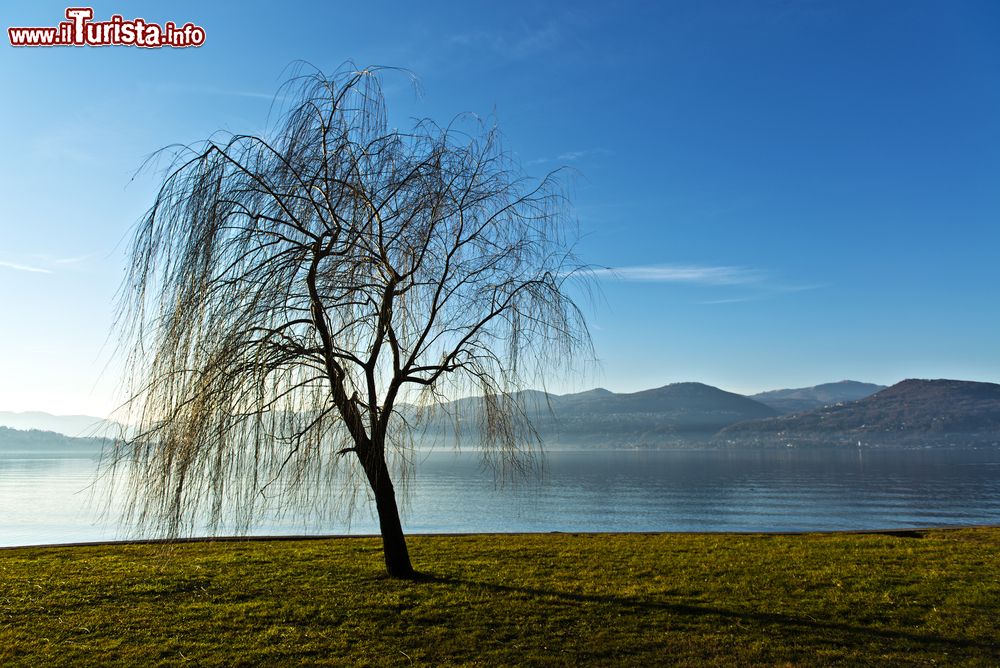 Immagine Un salice sul Lago Maggiore vicino a Ispra (Varese)