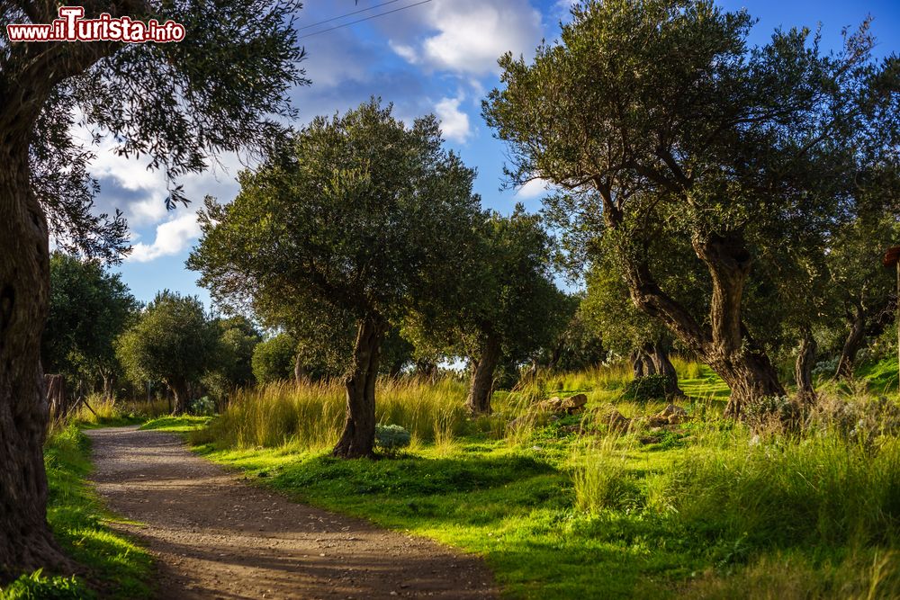 Immagine Un sentiero a Capo di Milazzo fra alberi di ulivo, riserva Piscina di Venere, Sicilia.