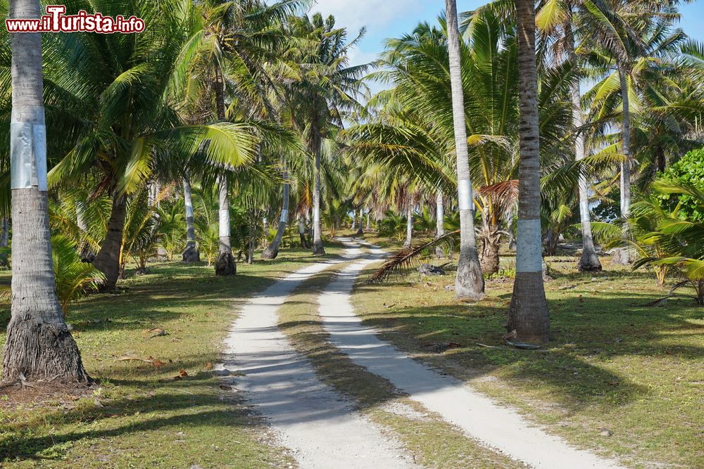 Immagine Un sentiero attraverso una piantagione di alberi di cocco a Tikehau, arcipelago delle Tuamotu, Oceano Pacifico.