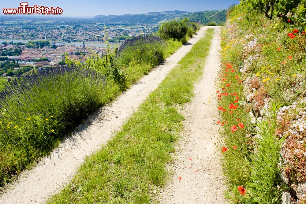 Immagine Un sentiero sulle colline di Tain-l'Hermitage nella regione di Drome, ai margini dell'Ardeche (Francia).