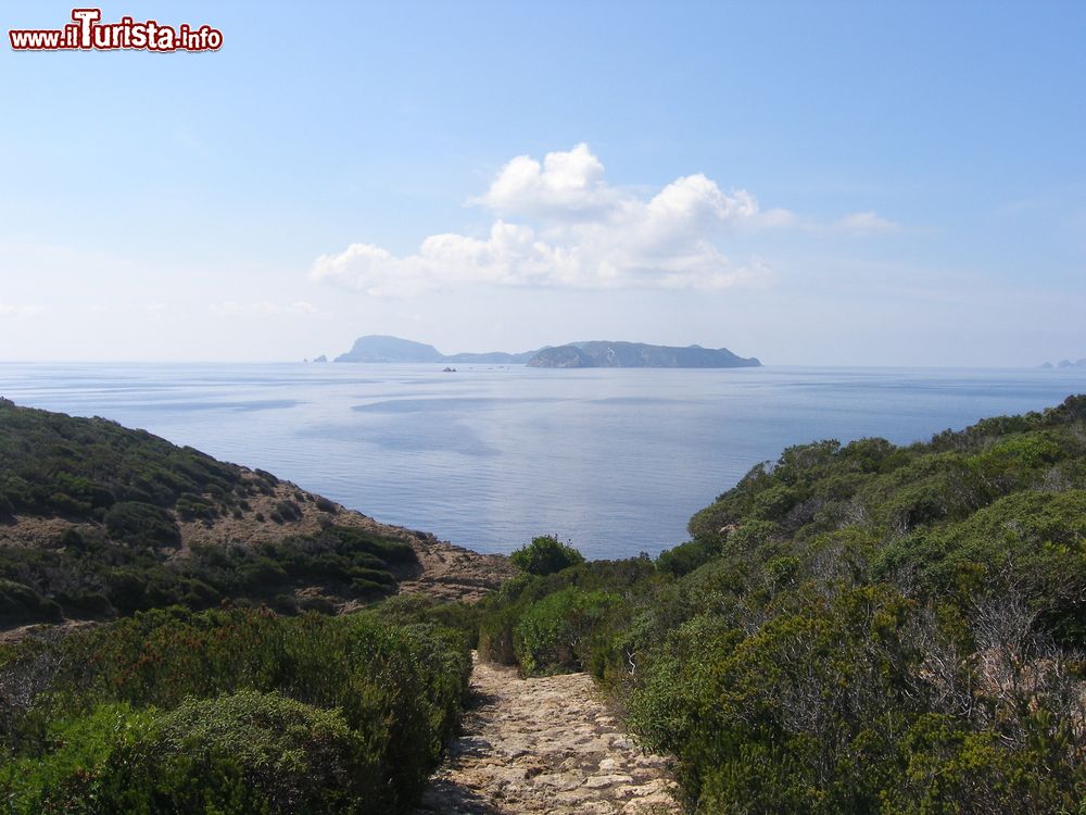 Immagine Un sentiero verso il mare: siamo a Zannone, arcipelago delle Pontine, regione Lazio