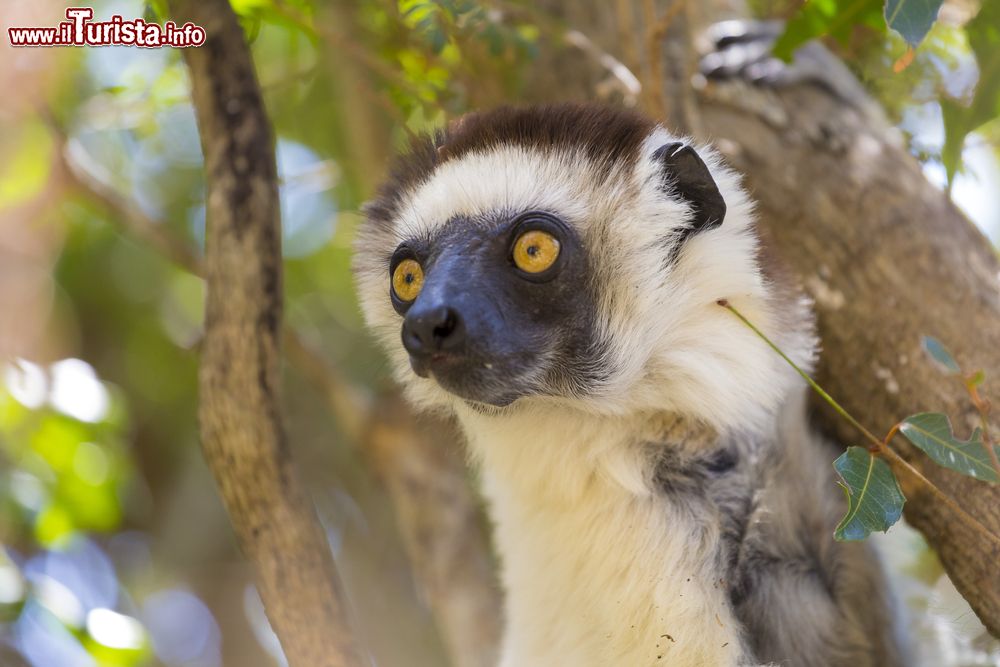 Immagine Un sifaxa di Verreaux nella foresta di Zombitse-Vohibasia, Madagascar. Questo lemure di taglia media ha una folta pelliccia di colorazione bainca con strisce scure sui fianchi, la sommitÃ  della testa e le estremitÃ  degli arti.
