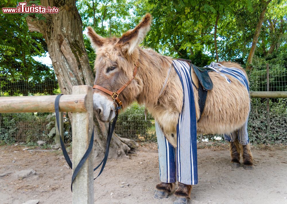 Immagine Un simpatico esemplare di Anes en Culotte nella città di Saint-Martin-de-Ré, isola di Ré, Francia. Sono il simbolo dell'isola e i pantaloni servono a proteggere gli asini dalle punture di zanzara. I colori delle Coulotte identificano anche le famiglie dei proprietari.