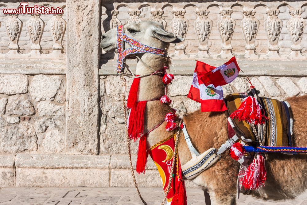 Immagine Un simpatico lama con bandiere peruviane sulle Ande a Arequipa, Perù.