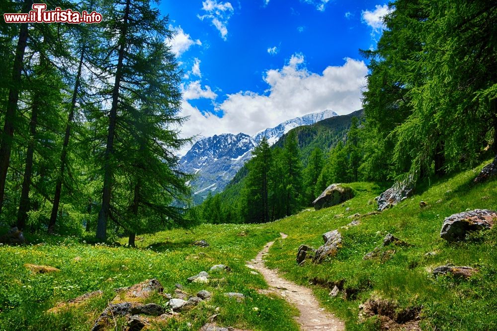 Immagine Un suggestivo panorama estivo dei boschi di Evolène nei pressi di Arolla, Svizzera.