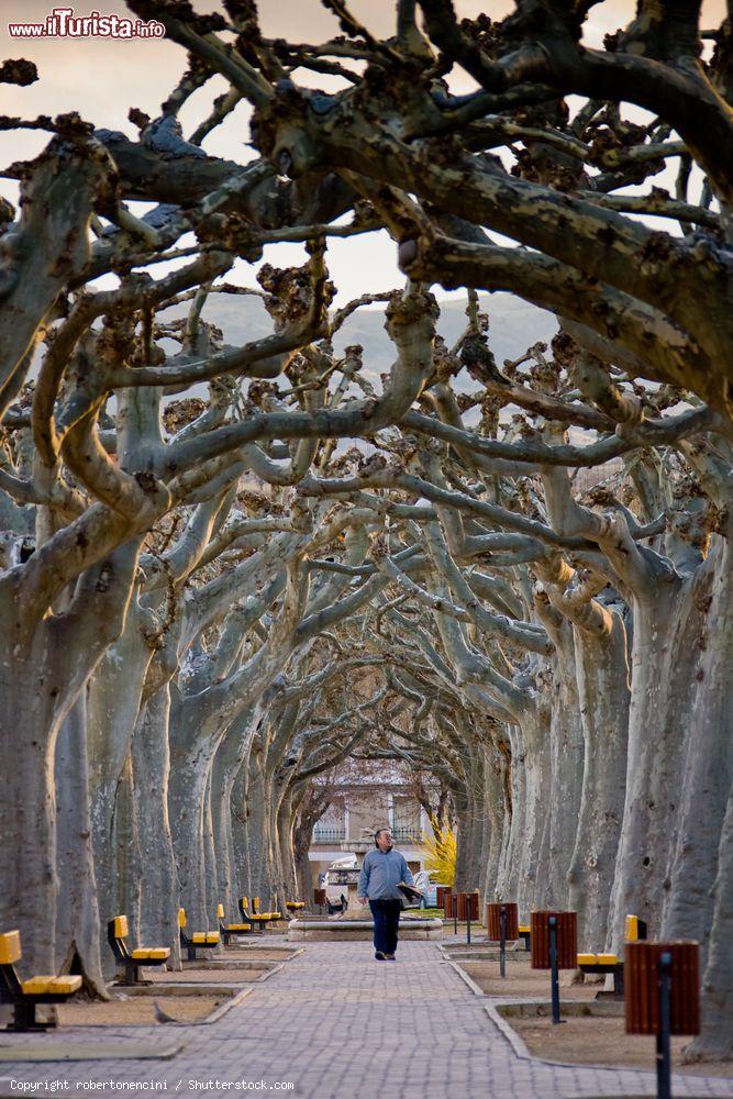 Immagine Un suggestivo viale alberato nel centro di Daroca, Spagna, in inverno - © robertonencini / Shutterstock.com