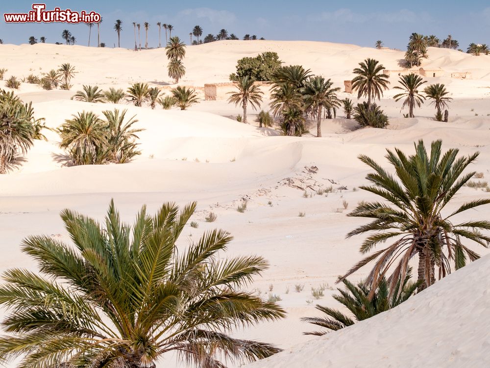 Immagine Un tipico panorama sahariano: dune e palme all'oasi di Douz, Tunisia.