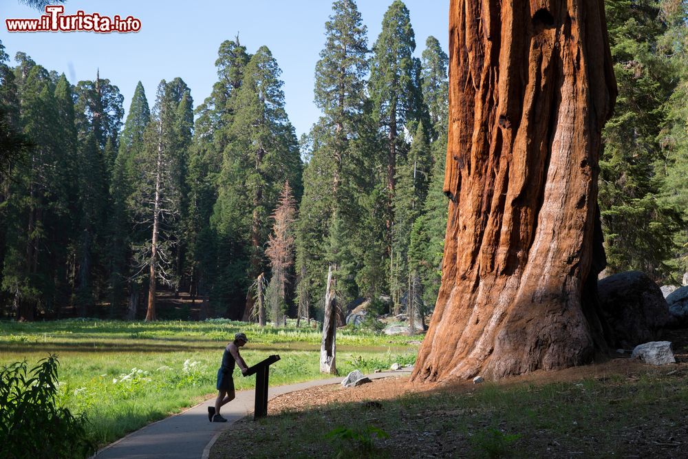 Immagine Un tour alla scoperta delle sequoie californiane al Sequoia National Park, California, USA America