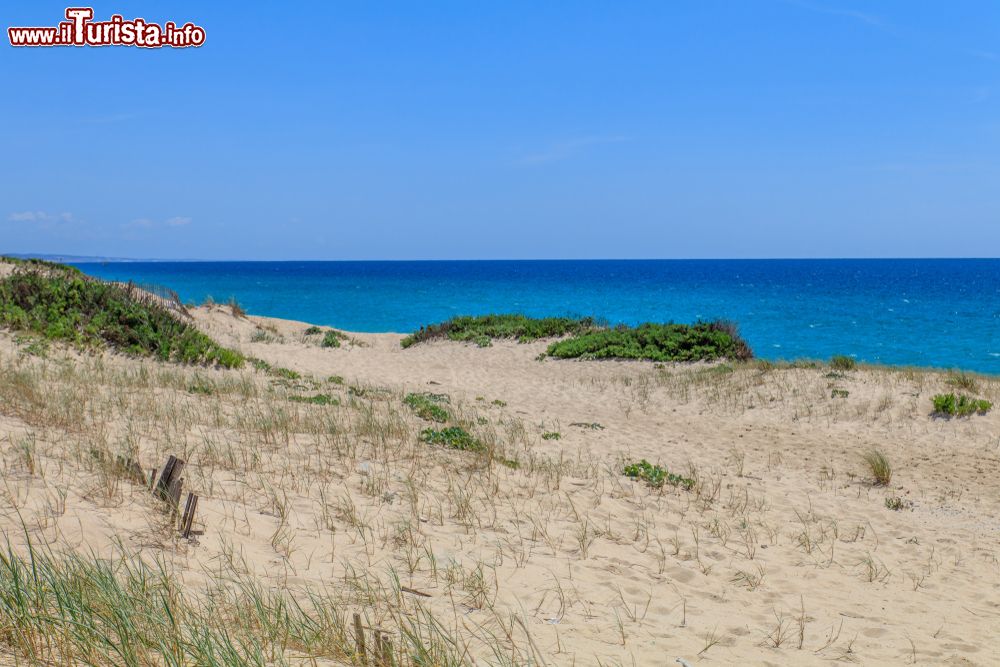 Immagine Un tratto selvaggio della lunga praia de Comporta in Portagallo: siamo nel territorio di Grandola