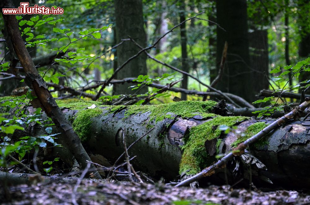 Immagine Un tronco d'albero con muschio alla Bittermark Forest di Dortmund, Germania.
