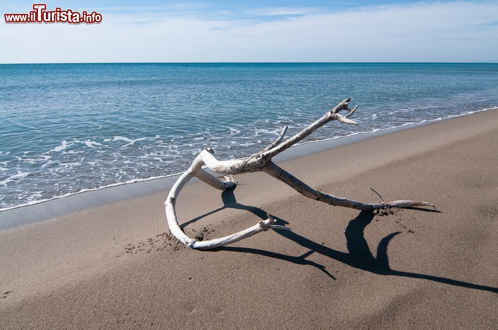 Immagine Un tronco in spiaggia in inverno a Marina di Alberese in Maremma, Toscana