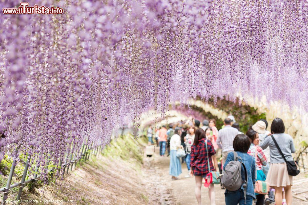 Immagine Un tunnel di glicine a Kawachi Fujien, nei pressi di Fukuoka, Giappone. Questa meraviglia della natura si può osservare in un giardino privato di Kitakyushu - © Lifebrary / Shutterstock.com