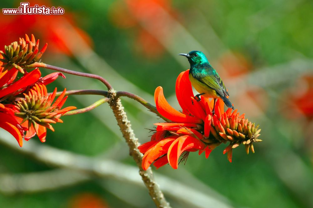 Immagine Un uccello su di un fiore rosso nelle campagne del Kwazulu Natal, South Africa