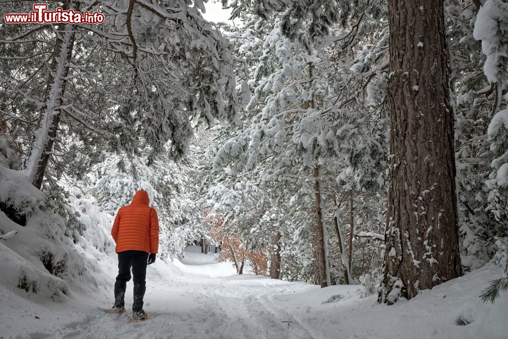 Immagine Un uomo cammina in una foresta di pini innevata nell'Etna, Adrano, Sicilia.
