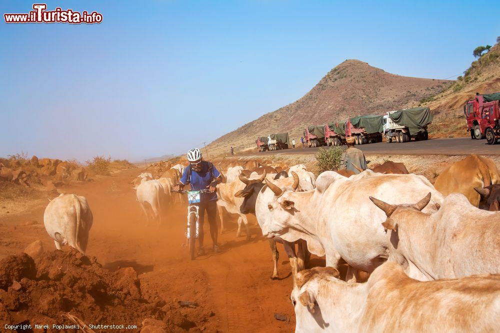 Immagine Un uomo in bici a Marsabit fra una mandria di mucche, Kenya: siamo sulla strada trafficata dai camion in direzione di Moyale - © Marek Poplawski / Shutterstock.com