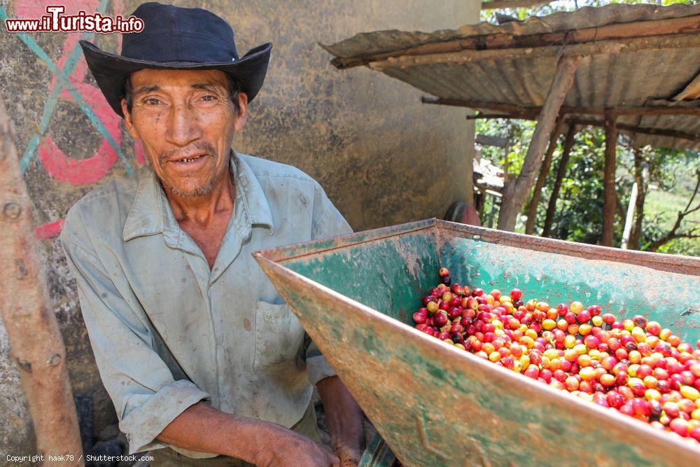 Immagine Un uomo peruviano controlla una macchina per la lavorazione delle ciliegie del caffè nei pressi di Piura, Perù.  Il frutto del caffè à la drupa, molto simile a una ciliegia  - © haak78 / Shutterstock.com