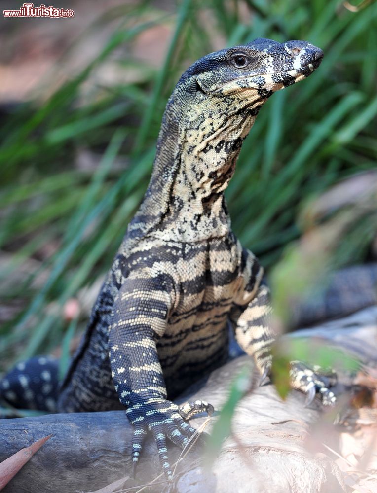 Immagine Un varano australiano appoggiato sul tronco di un albero a Port Douglas, Queensland, Australia.
Delle circa 30 varietà di goanna, altro nome di questo rettile carnivoro, conosciute ben 25 si trovano in Australia.