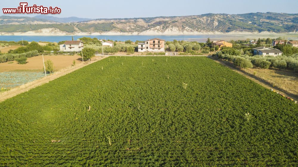 Immagine Un vasto campo di peperoni, prodotto tipico di Senise. Sullo sfondo il lago della Diga di Montecotugno, Basilicata
