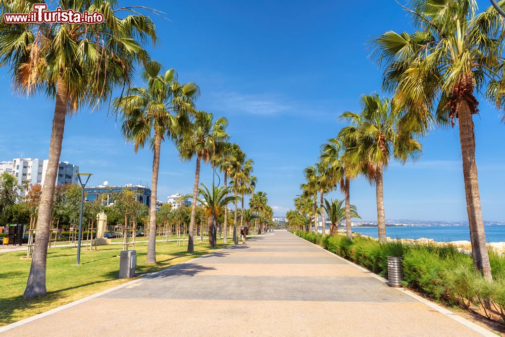 Immagine Un viale alberato nella città di Limassol, isola di Cipro. Alberi e giardini impreziosiscono il lungomare dell'isola situata nel Mediterraneo orientale.