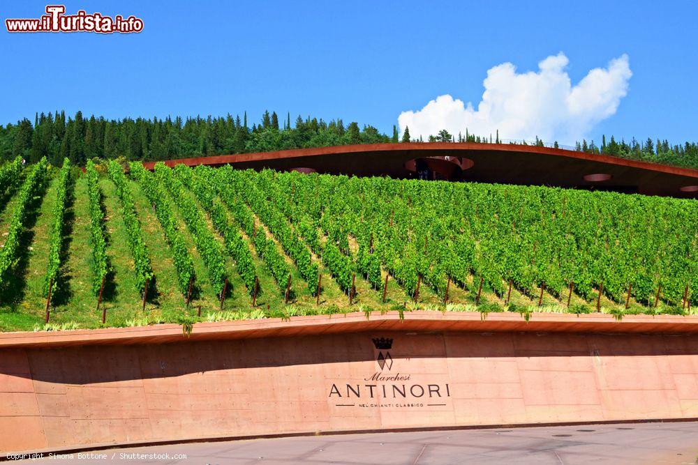 Immagine Un vigneto delle cantine Antinori a San Casciano in Val di Pesa. Siamo nelle terre del vino Chianti - © Simona Bottone / Shutterstock.com
