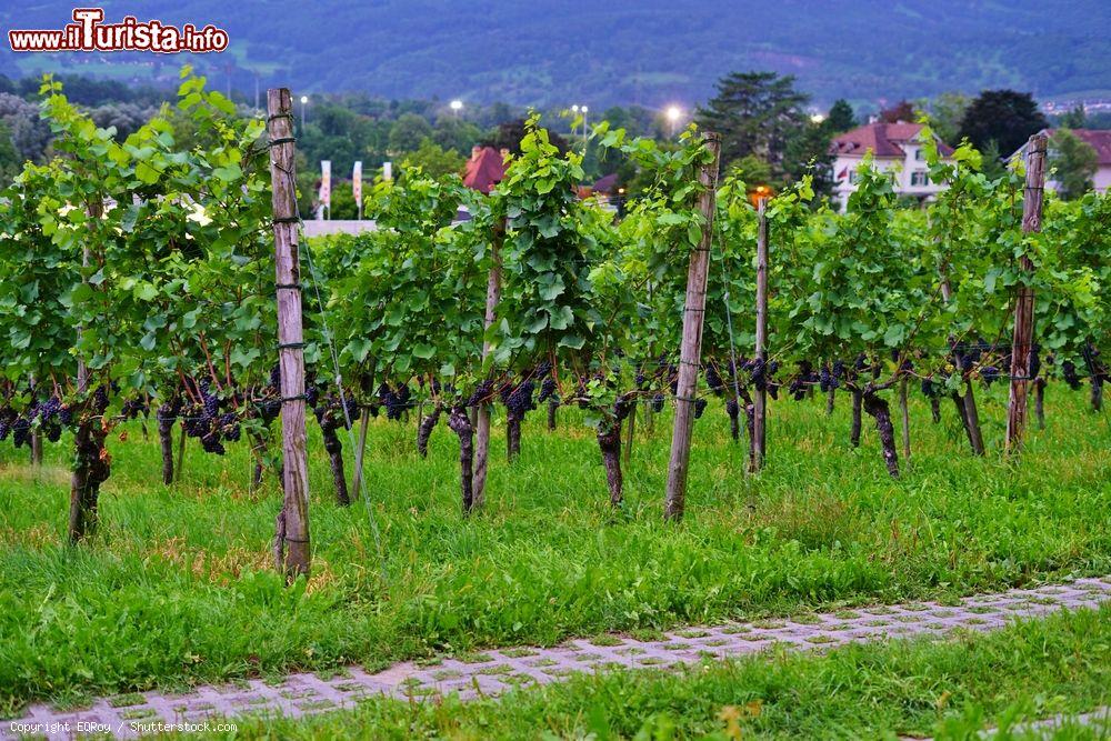 Immagine Un vigneto di proprietà del principe del Liechtenstein, Vaduz. Ai margini della cittadina si estendono vasti vigneti: solo le uve della migliore qualità vengono vinificate per produrre eccellenti vini che hanno contribuito alla fama di regione vinicola di questo territorio del principato - © EQRoy / Shutterstock.com
