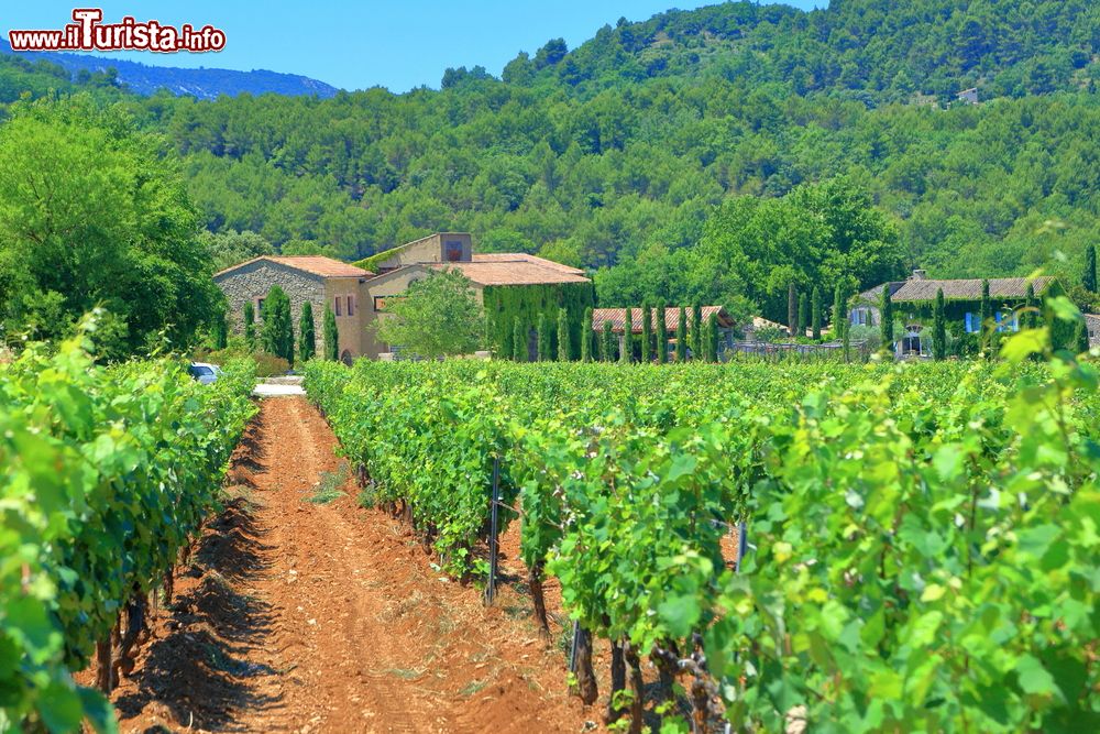 Immagine Grappoli di uva in un vigneto nei pressi di Ménerbes, Provenza, Francia.