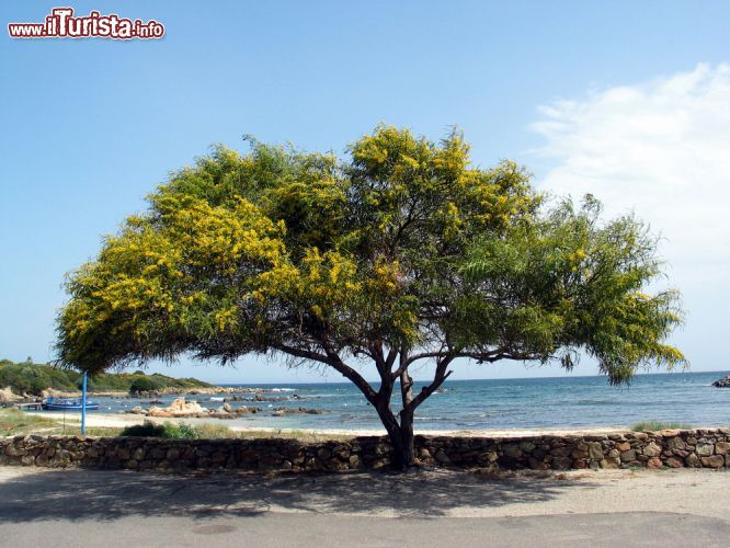 Immagine Un albero di Acacia in riva al mare di San Teodoro, Sardegna - la presenza di questa splendida Acacia in riva al mare di San Teodoro testimonia la ricchezza naturalistica di questo territorio in cui la protagonista è senza dubbio la macchia mediterranea.  - © Shutterschock / Shutterstock.com