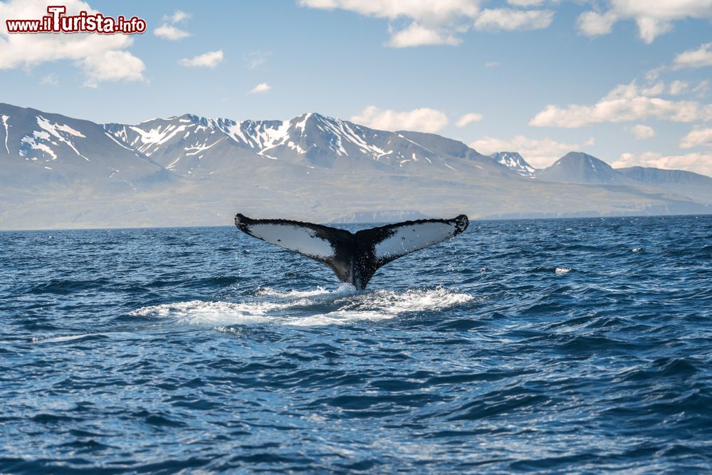 Immagine Una balena nel mare di fronte alla cittadina di Husavik (Islanda), famosa per l'attività di whale watrching.