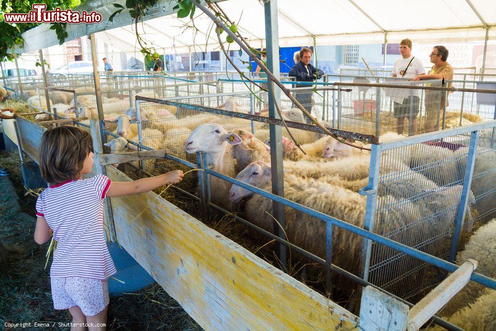 Immagine Una bambina porge del fieno a una pecora in un allevamento di Murazzano, Piemonte - © Emena / Shutterstock.com