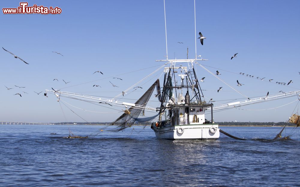 Immagine Una barca da pesca con un tratto di costa sullo sfondo al largo di Biloxi, Mississipi, Stati Uniti. Oltre ai gabbiani si può anche osservare un piccolo esemplare di delfino.