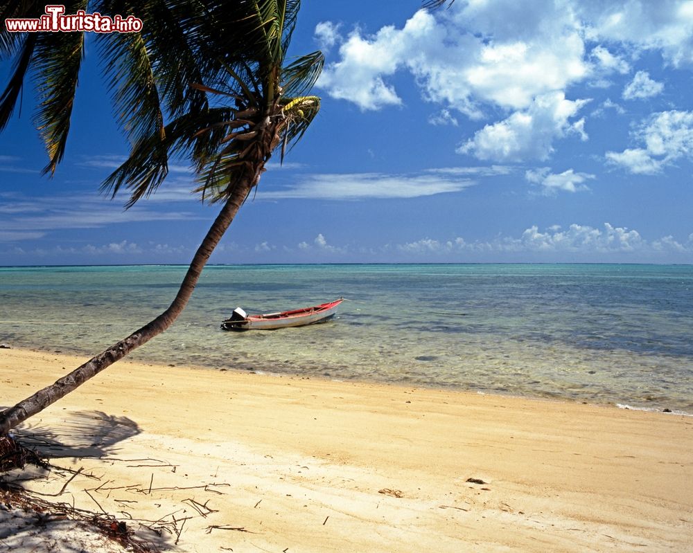 Immagine Una barca da pesca legata ad una palma lungo la spiaggia di Pigeon Point a Tobago, Indie Occidentali.