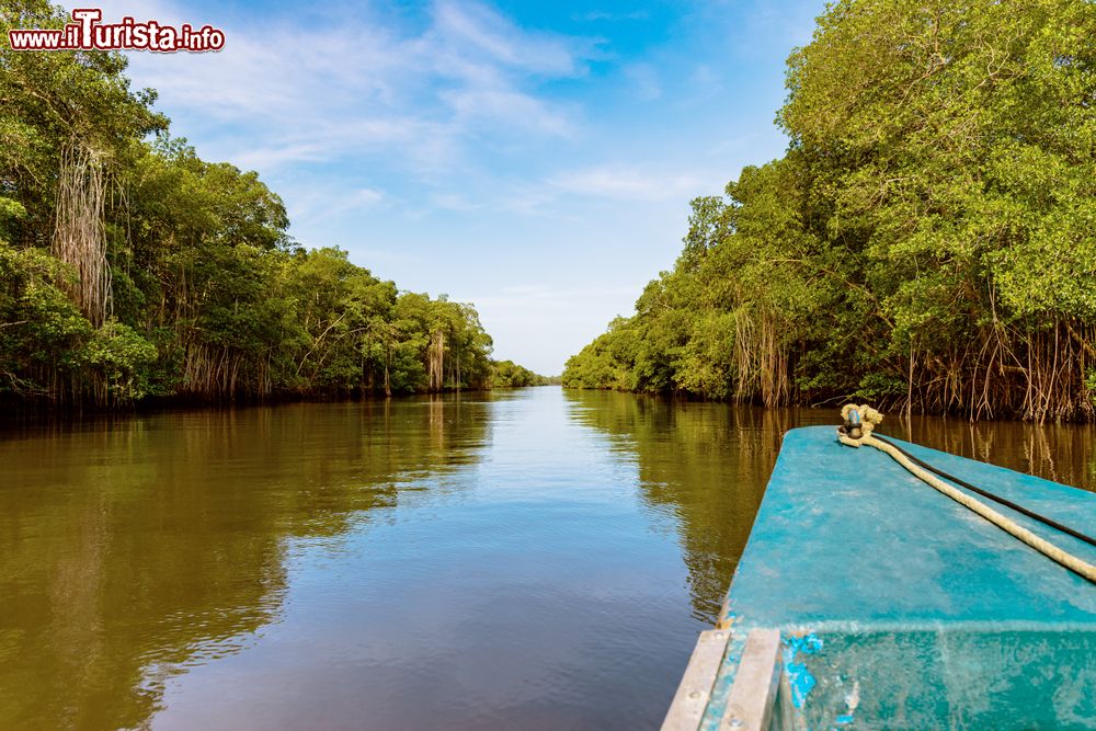 Immagine Una barca di legno lungo il fiume Caroni attraversa una foresta di mangrovie, Repubblica di Trinidad e Tobago.