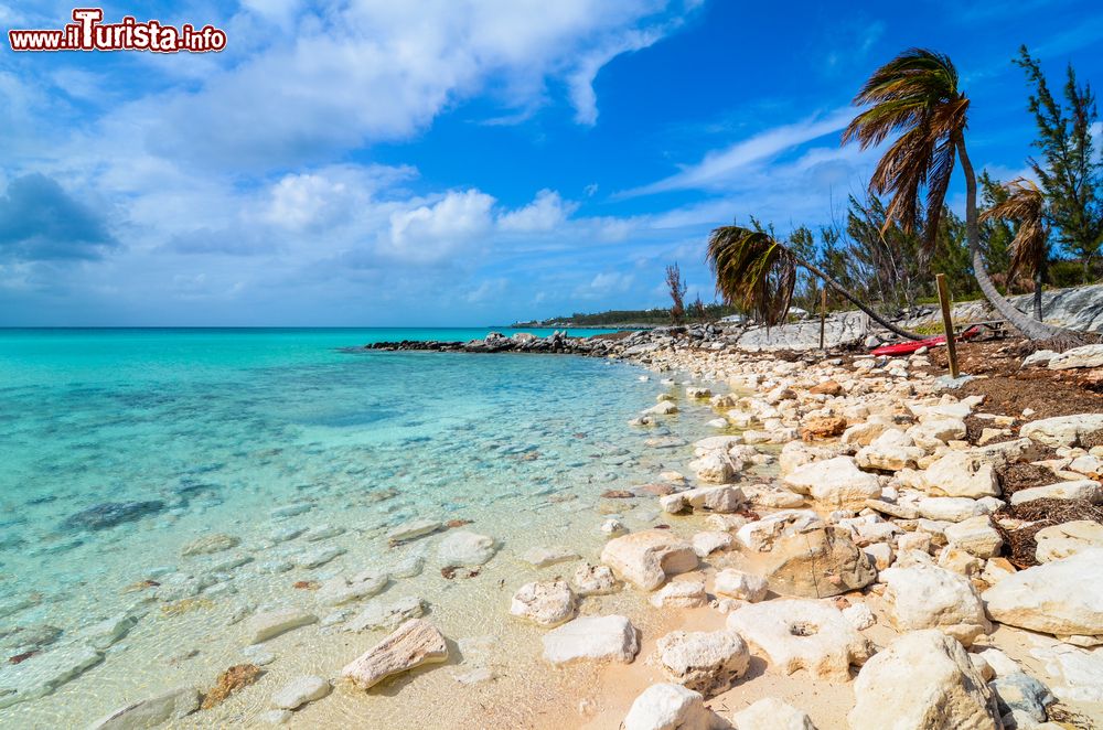 Immagine Una bella spiaggia di pietre con palme sull'isola di Eleuthera, Arcipelago delle Bahamas. Si trova 80 km a est di Nassau.