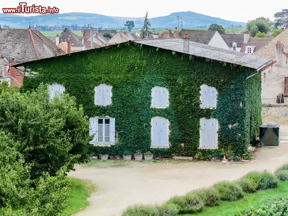 Immagine Una casa ricoperta d'edera nel villaggio di Meursault in Borgogna, Francia orientale