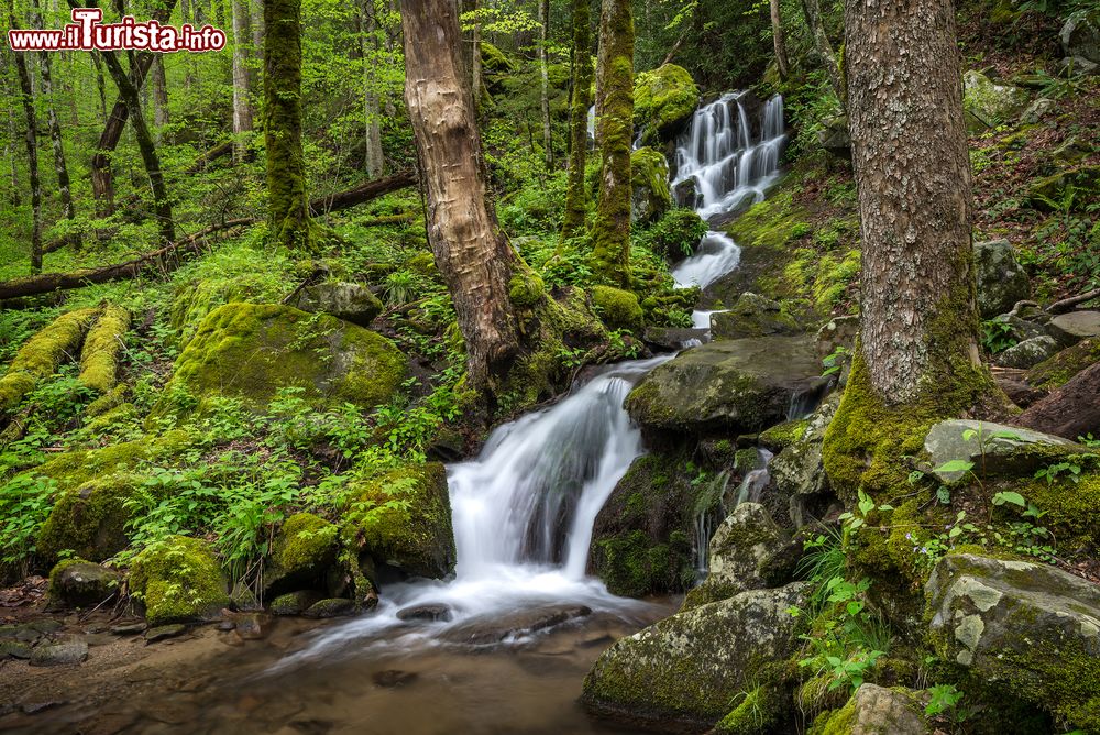 Immagine Una cascatella stagionale nel Parco Nazionale delle Great Smoky Mountains, USA. Istituita nel 1934, quest'area naturale protetta è fra le più visitate degli Stati Uniti.