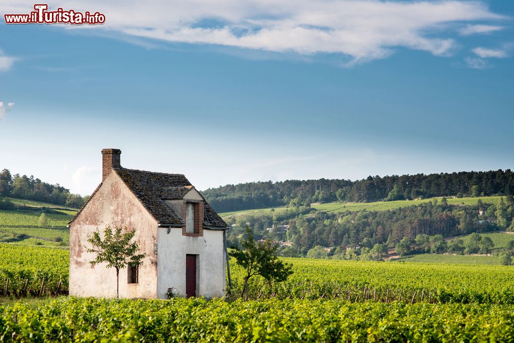 Immagine Una casetta in mezzo ai vitigni di Pommard, campagne di Beaune, Francia.