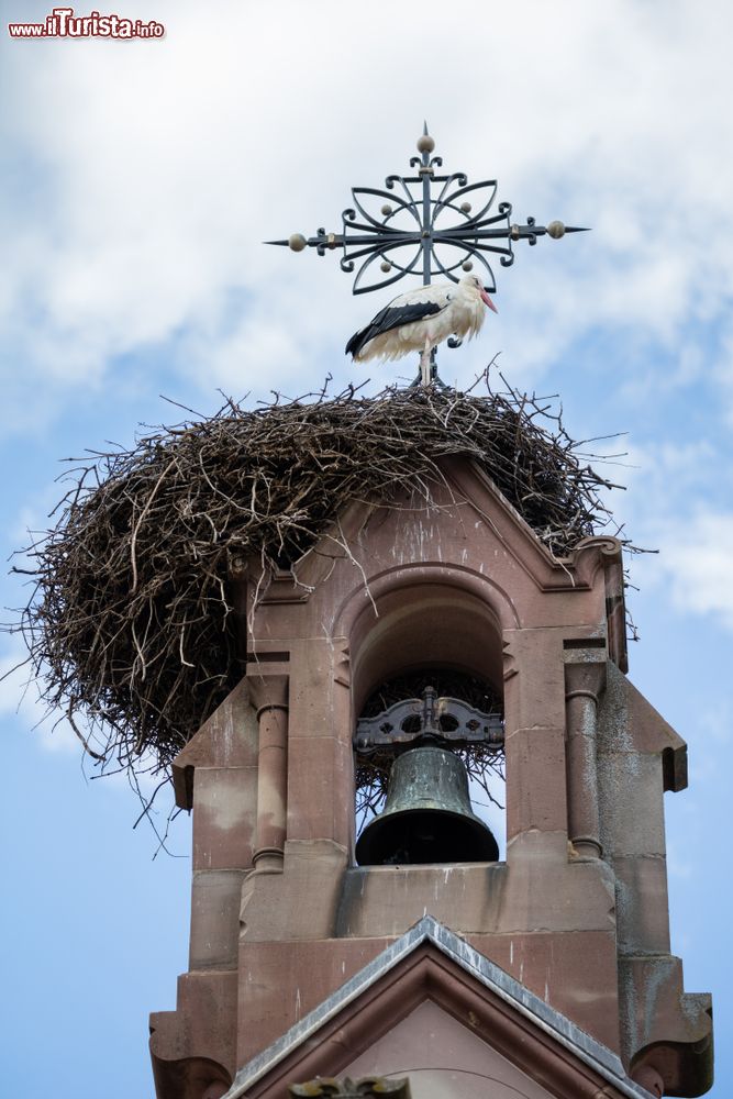 Immagine Una cicogna sul tetto della vecchia cappella di San Leone nel borgo di Eguisheim, Francia.