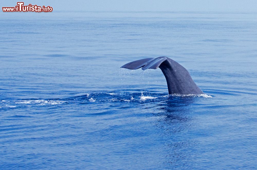 Immagine Una coda di Capodoglio al Santuario Internazionale dei Cetacei in Liguria.