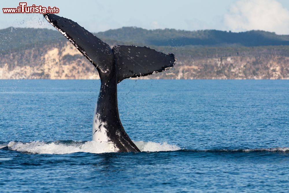 Immagine Una coda di megattera al largo di Hervey Bay nel Queensland, Australia. Nei mesi invernali, da luglio a novembre, le megattere si spostano lungo la costa del Queensland dall'Antartide sino alle acque calde delle isole Withsunday fermandosi a Hervey Bay per partorire e prendersi cura dei piccoli.