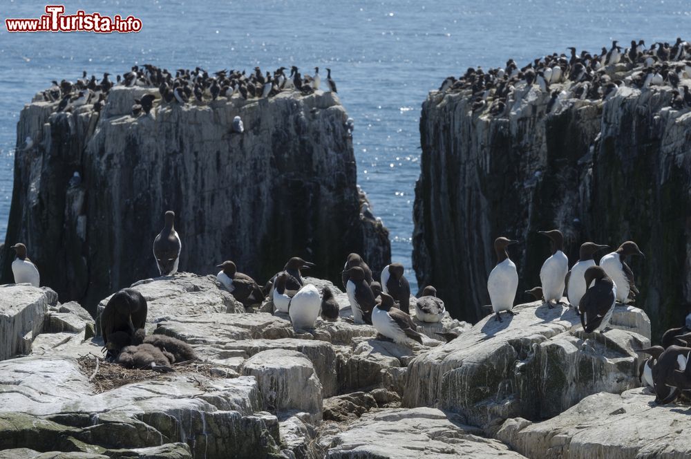 Immagine Una colonia di urie sulle isole Farne, Inghilterra. Questo gruppo di isole è famoso per il grande numero di uccelli che vi nidificano tra le rocce e per la possibilità di avvicinarsi molto per vederli e fotografarli.