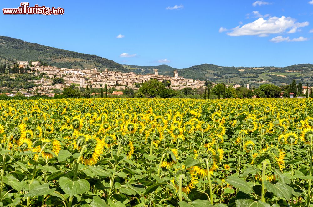 Immagine Una coltivazione di girasole nei pressi di Spello, Umbria. Sullo sfondo la città denominata Hispellum in epoca romana.