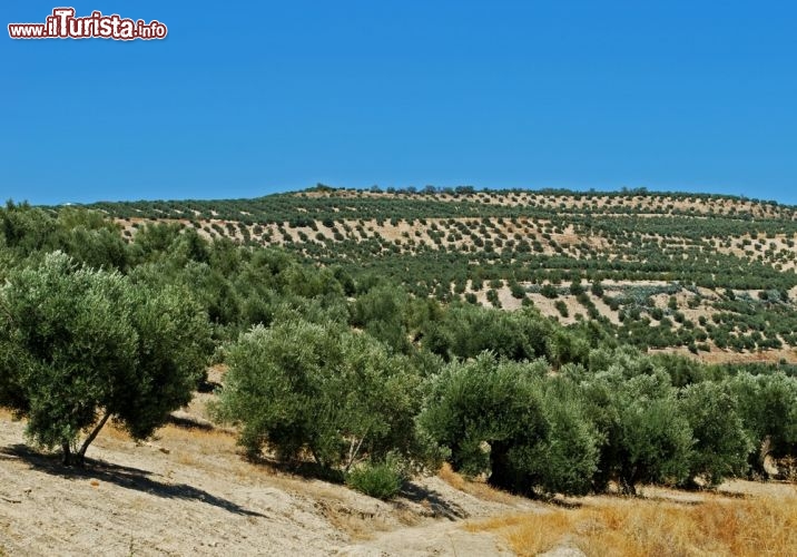 Immagine Una coltivazione di olivi nelle campagne di Baeza, Andalusia, Spagna - © Ammit Jack / Shutterstock.com