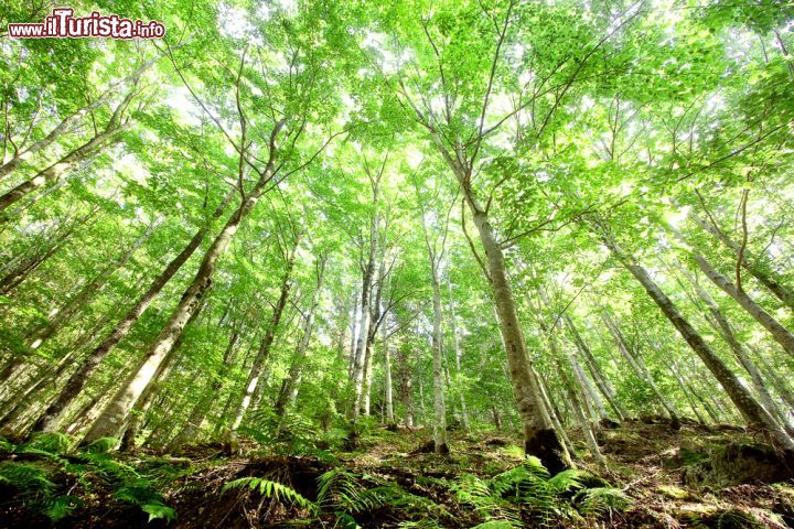 Immagine Una delle foreste intorno a Santo Stefano d'Aveto, comune di Genova, Liguria- © TTL media / Shutterstock.com
