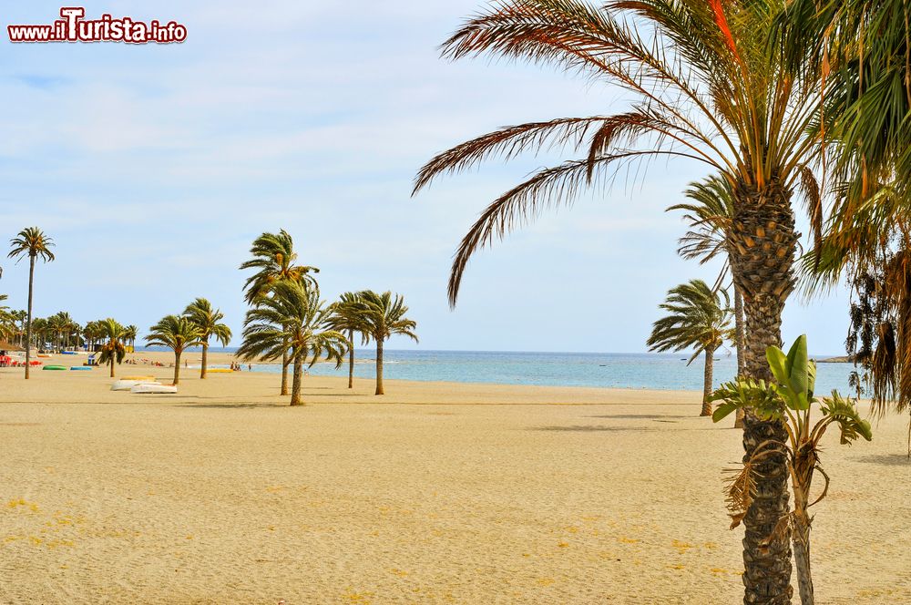 Immagine Una delle spiagge di Carboneras, Almeria, Spagna. Palme e sabbia fine caratterizzano questo tratto di litorale lambito da acque azzurre e cristalline.