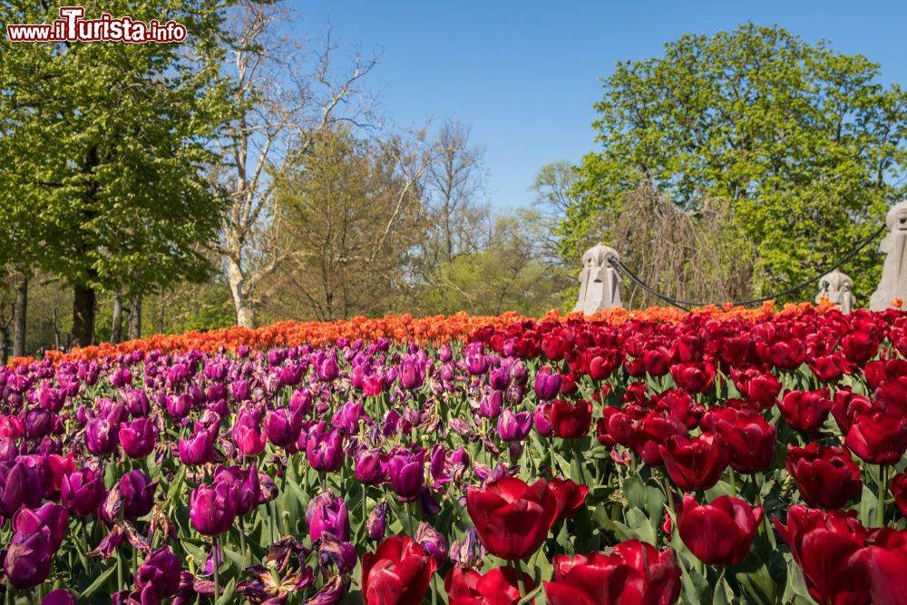 Immagine Una distesa di tulipani fioriti e colorati in un parco di Haarlem, Olanda.